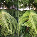 xiaomi redmi 5 vs xiaomi redmi 5 plus sample fotocamera