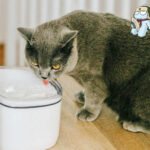 Xiaomi Petoneer Dispenser d'acqua per animali | Banggood