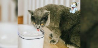 Xiaomi Petoneer Dispenser d'acqua per animali | Banggood
