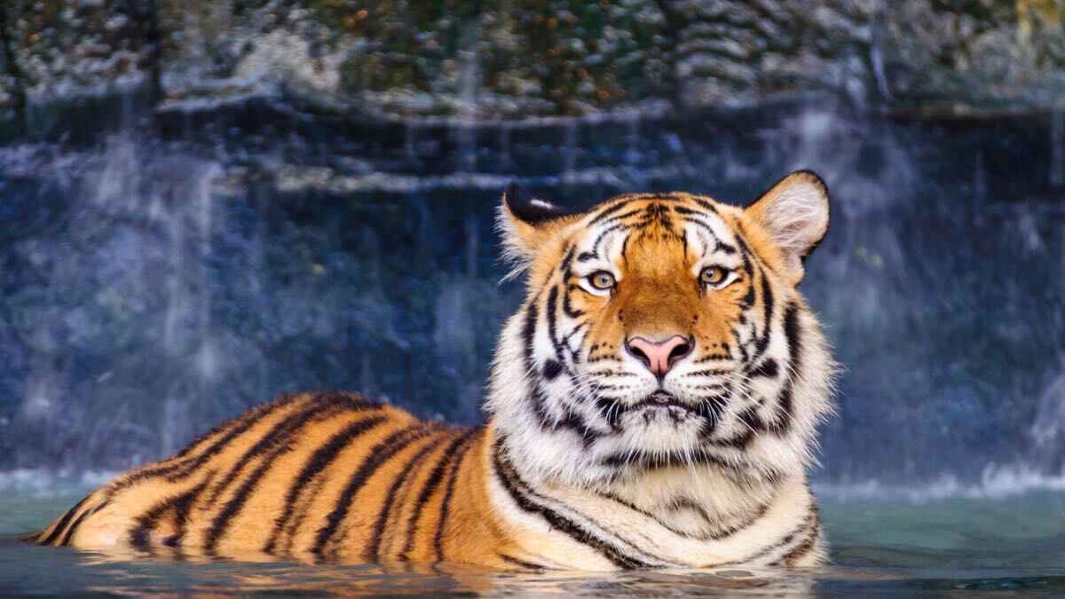 capodanno cinese 2022 significato anno della tigre segni zodiacali 2