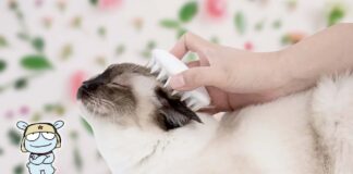 spazzola massaggiante togli peli xiaomi petkit cane gatto animali